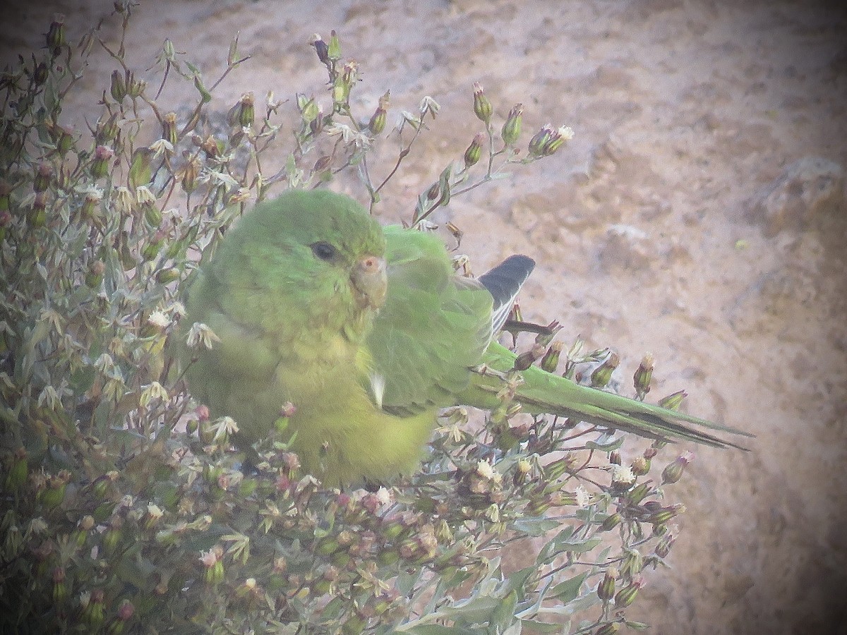 Mountain Parakeet - ML642032282