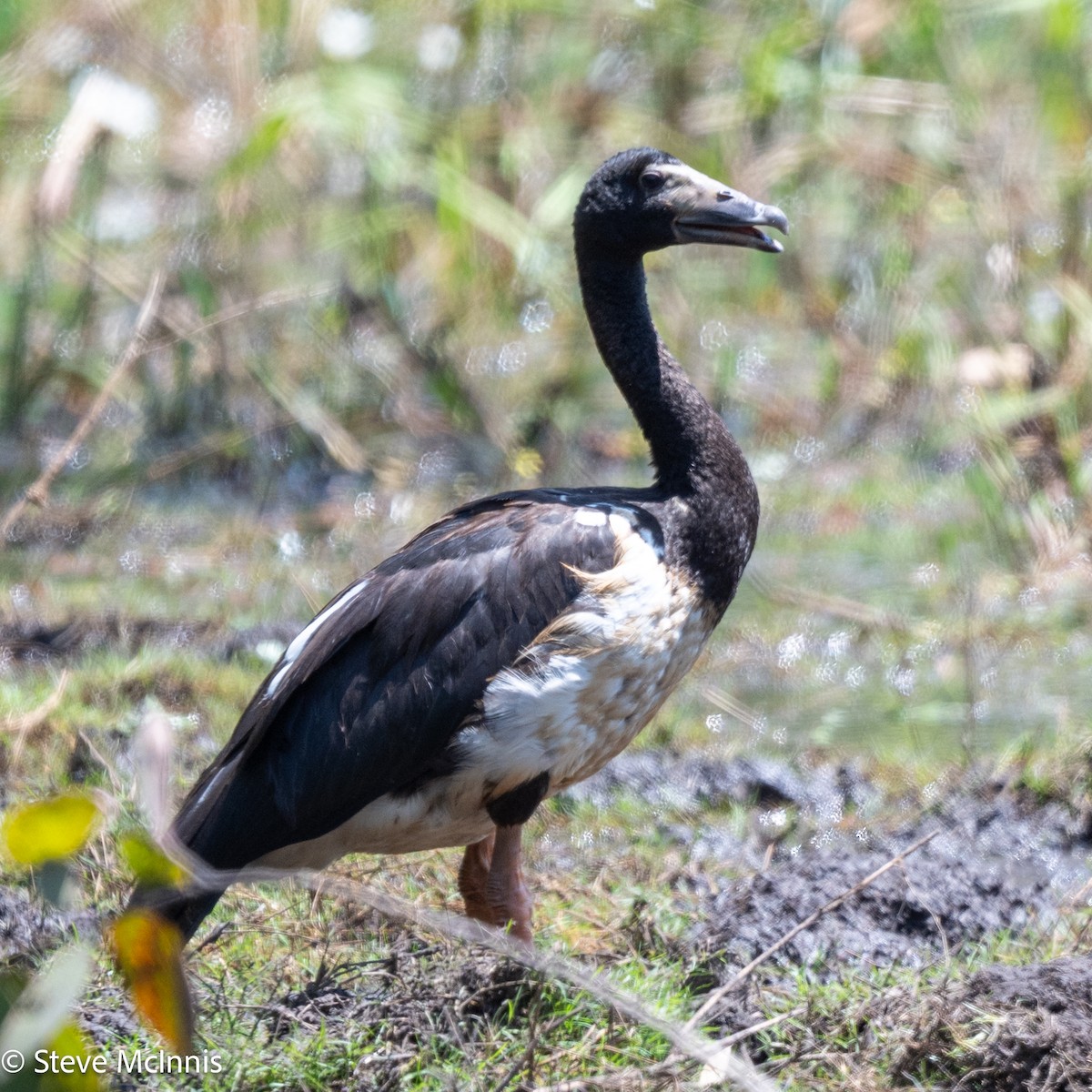 Magpie Goose - ML642032289