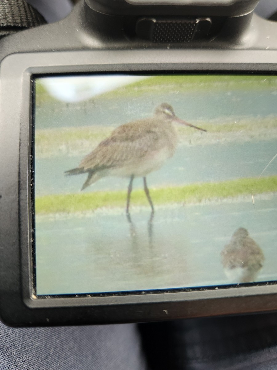 Hudsonian Godwit - ML642032291