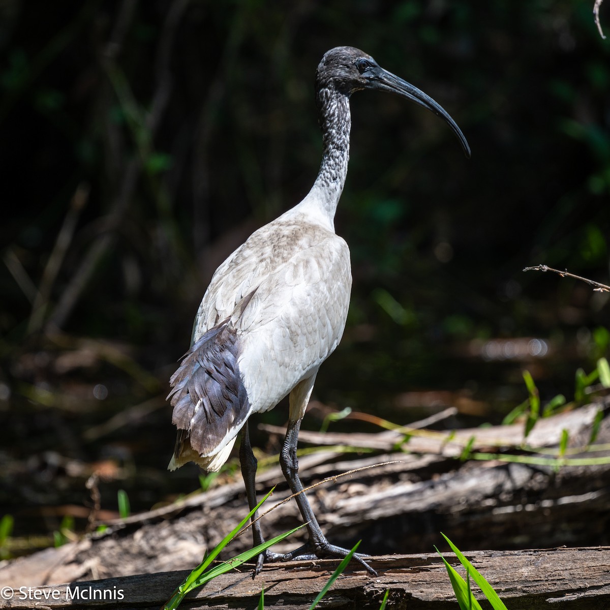 Ibis Moluqueño - ML642032301