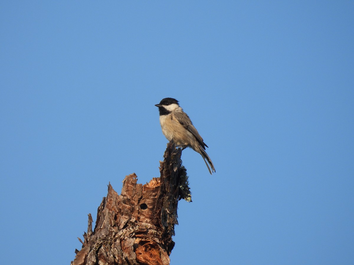 Carolina Chickadee - ML642032312