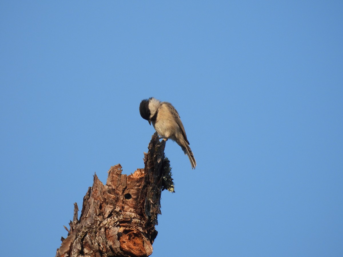 Carolina Chickadee - ML642032313