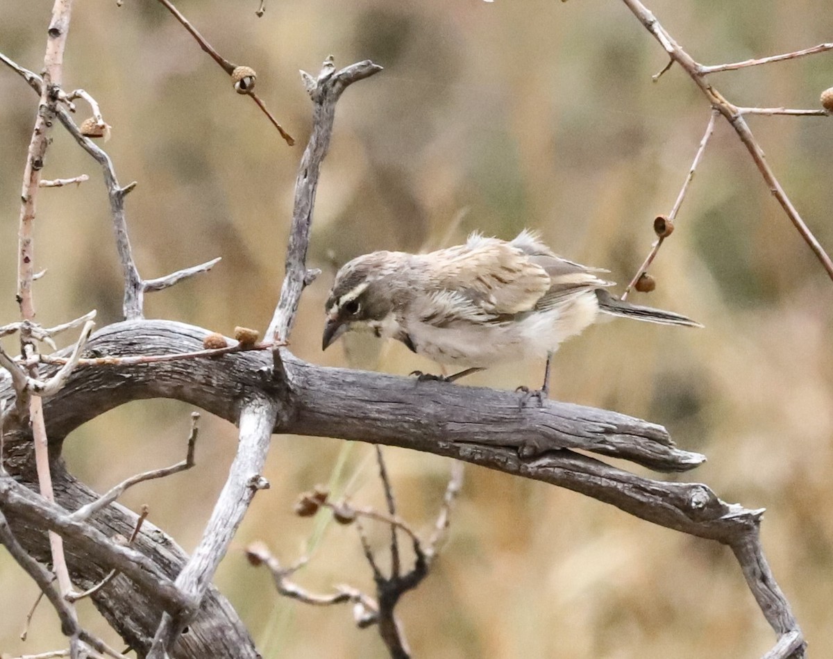 Black-throated Sparrow - ML642032314