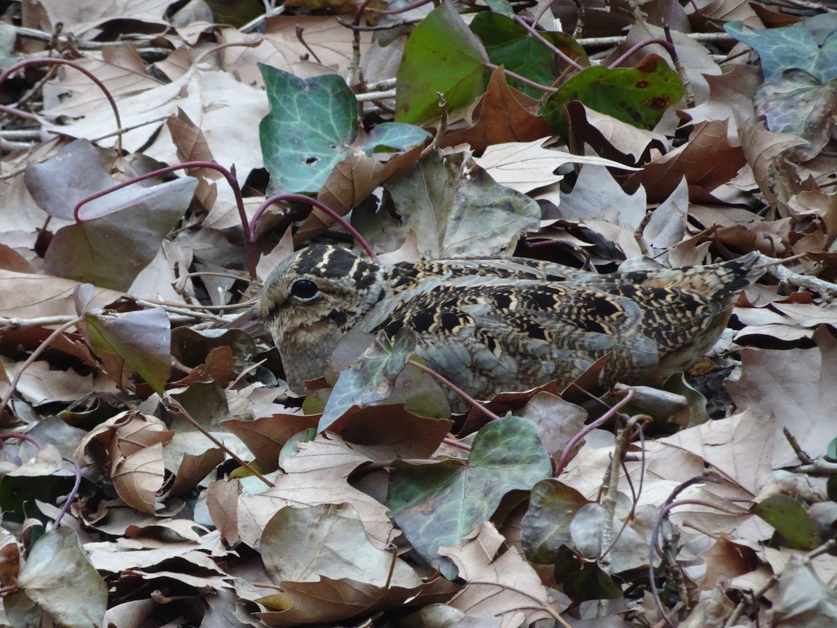 American Woodcock - ML642032317