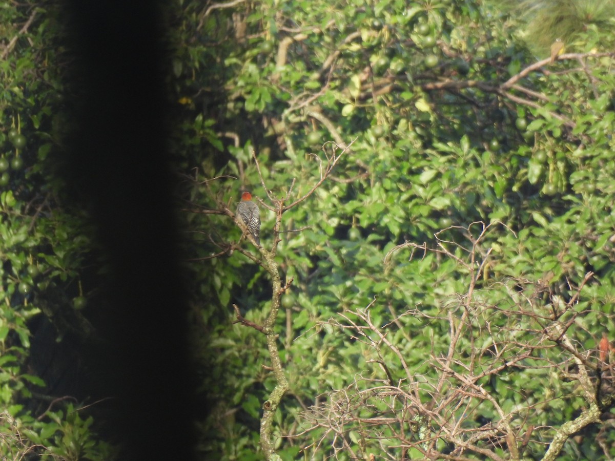 Golden-fronted Woodpecker - ML642032320