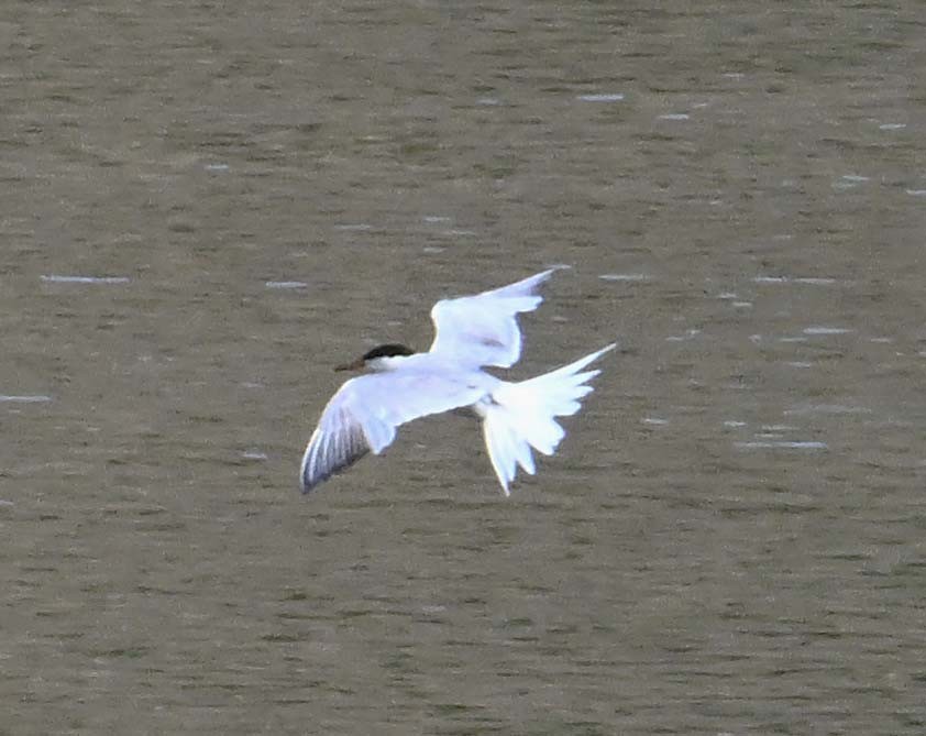 Forster's Tern - ML642032326