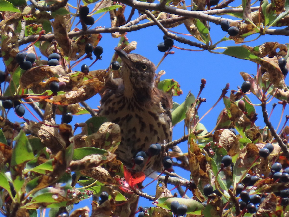 Brown Thrasher - ML642032327