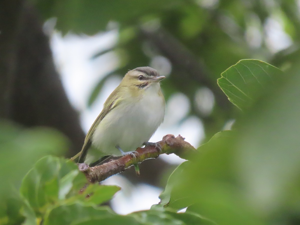 Rotaugenvireo - ML642032328