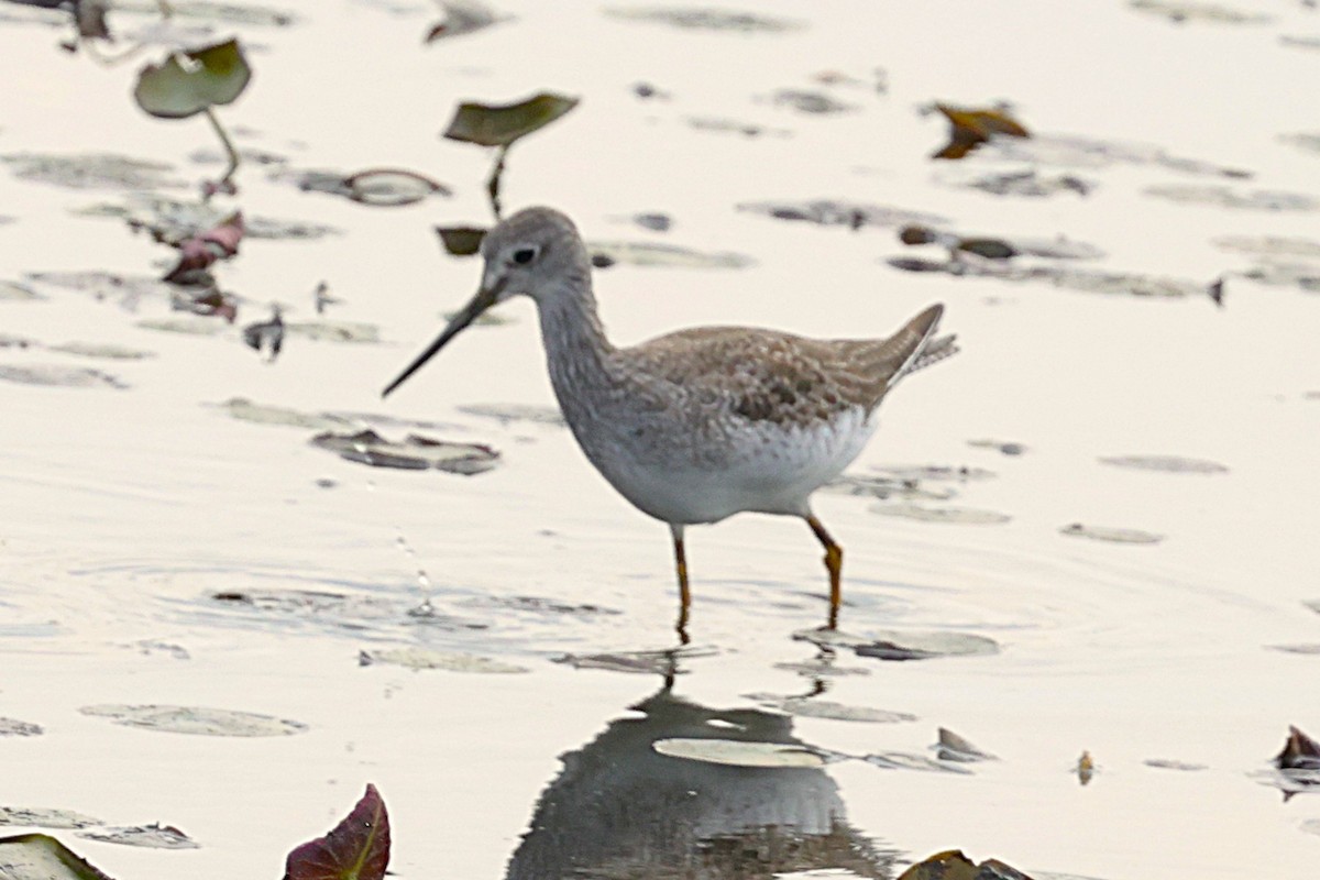 plystresnipe - ML642032329
