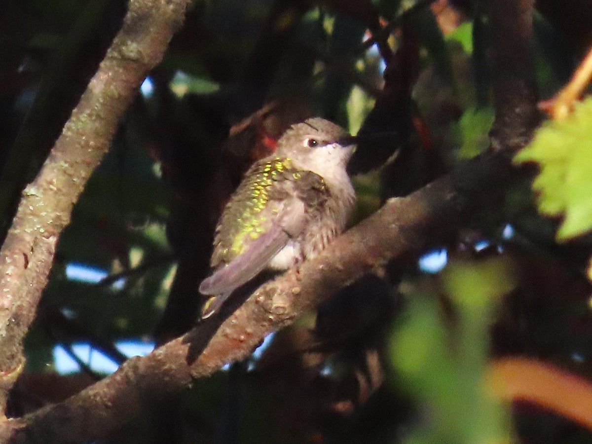 Colibrí Gorjirrubí - ML642032342