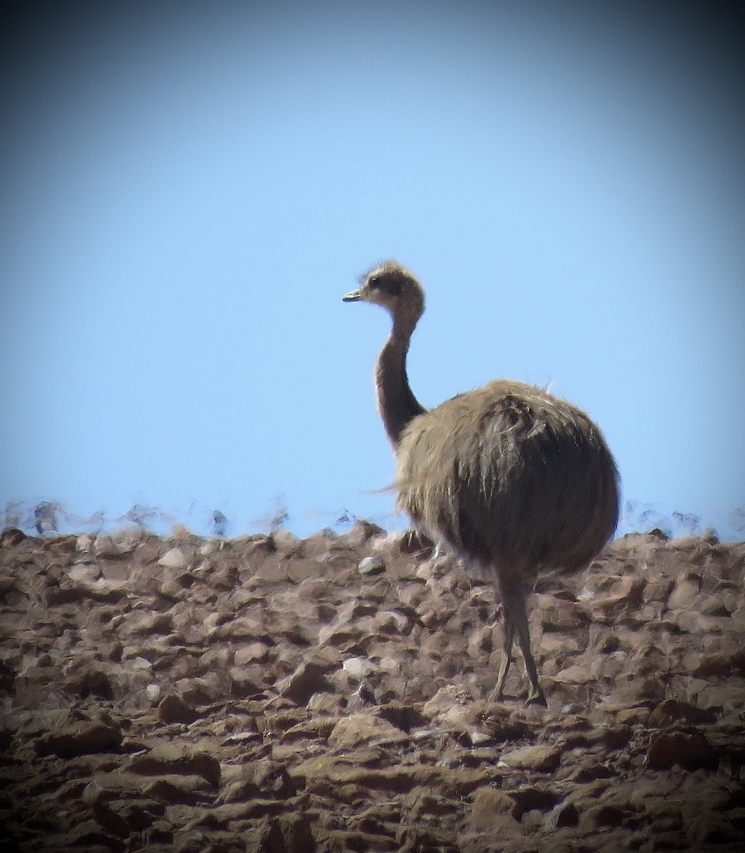Darwinnandu (tarapacensis/garleppi) - ML642032344
