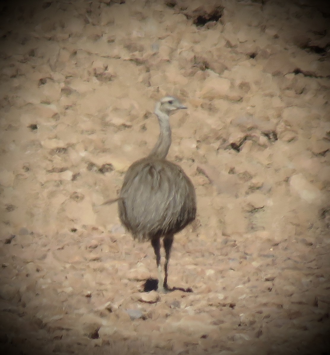 Darwinnandu (tarapacensis/garleppi) - ML642032345