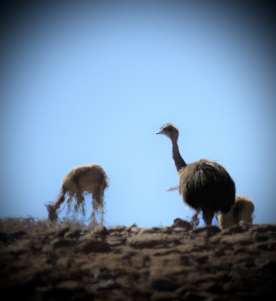 Darwinnandu (tarapacensis/garleppi) - ML642032347