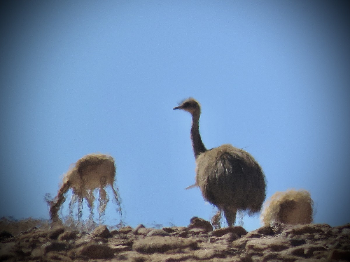 Darwinnandu (tarapacensis/garleppi) - ML642032348