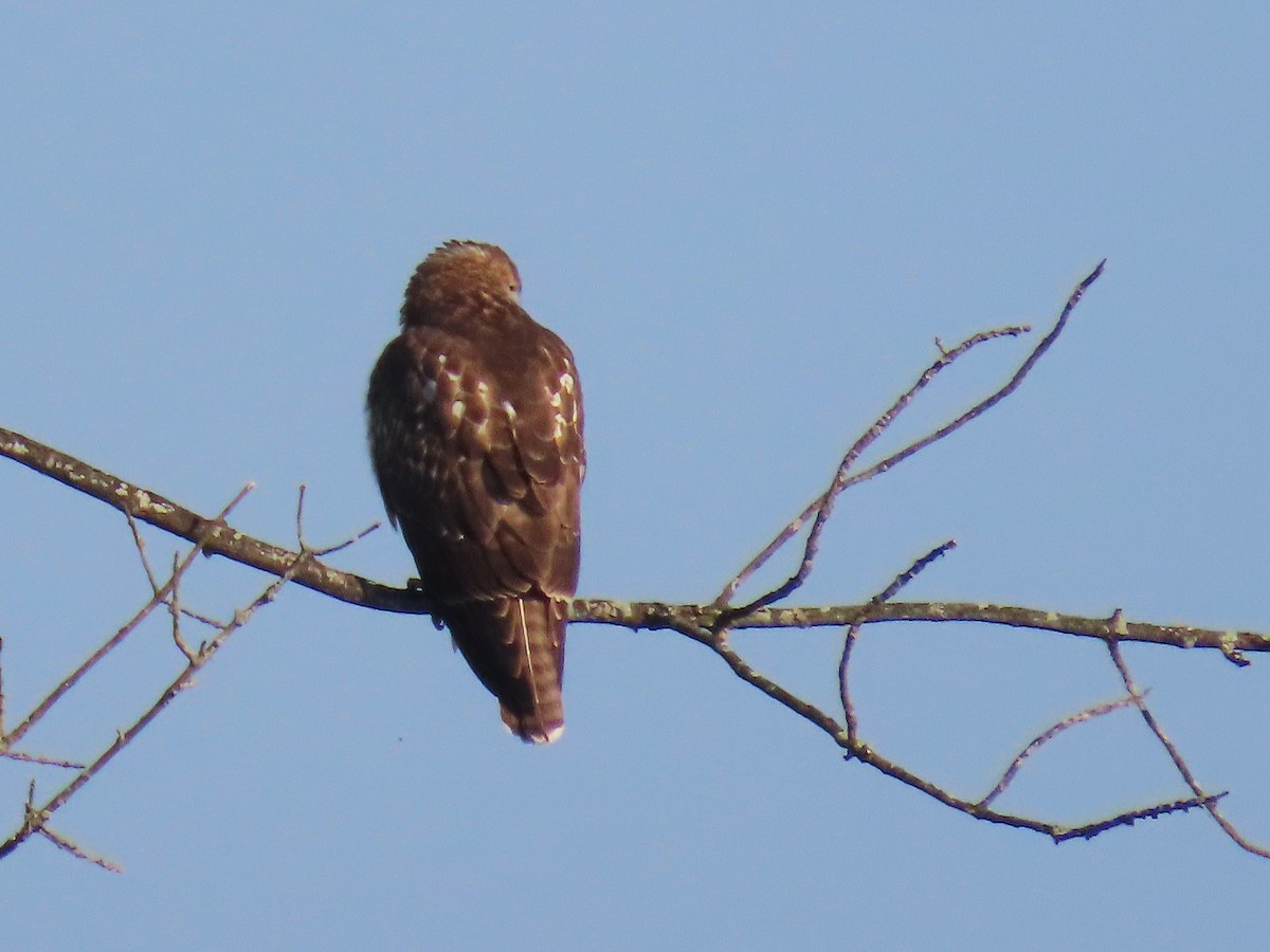 Rotschwanzbussard - ML642032349