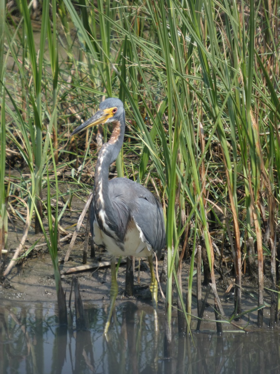 Dreifarbenreiher - ML642032364