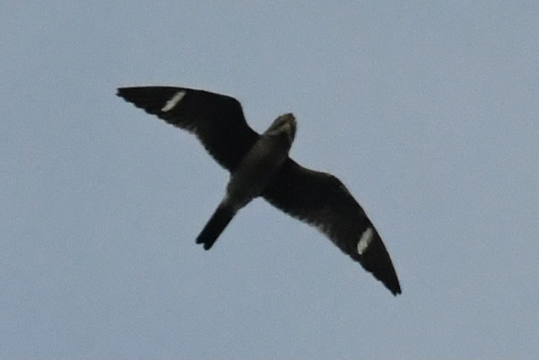 Common Nighthawk - ML642032371