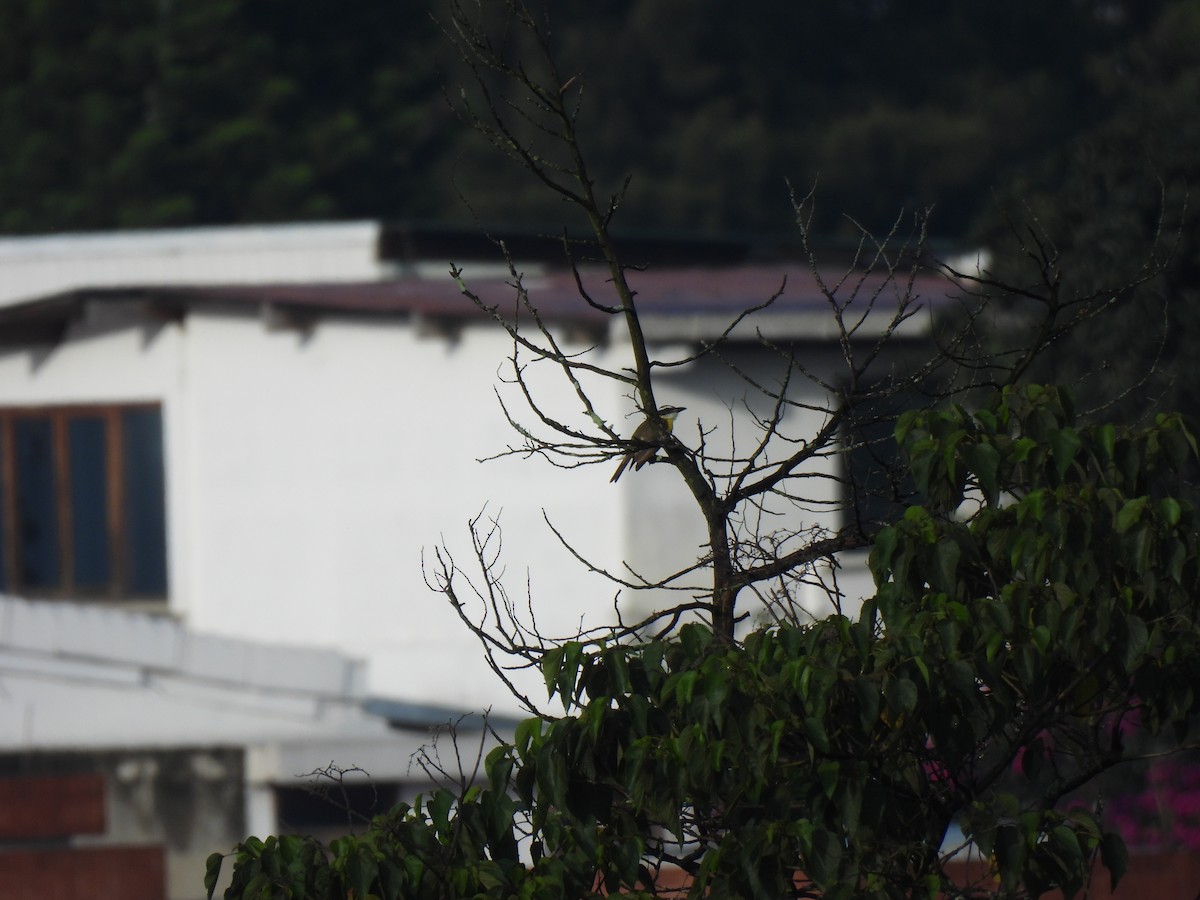 Boat-billed Flycatcher - ML642032381