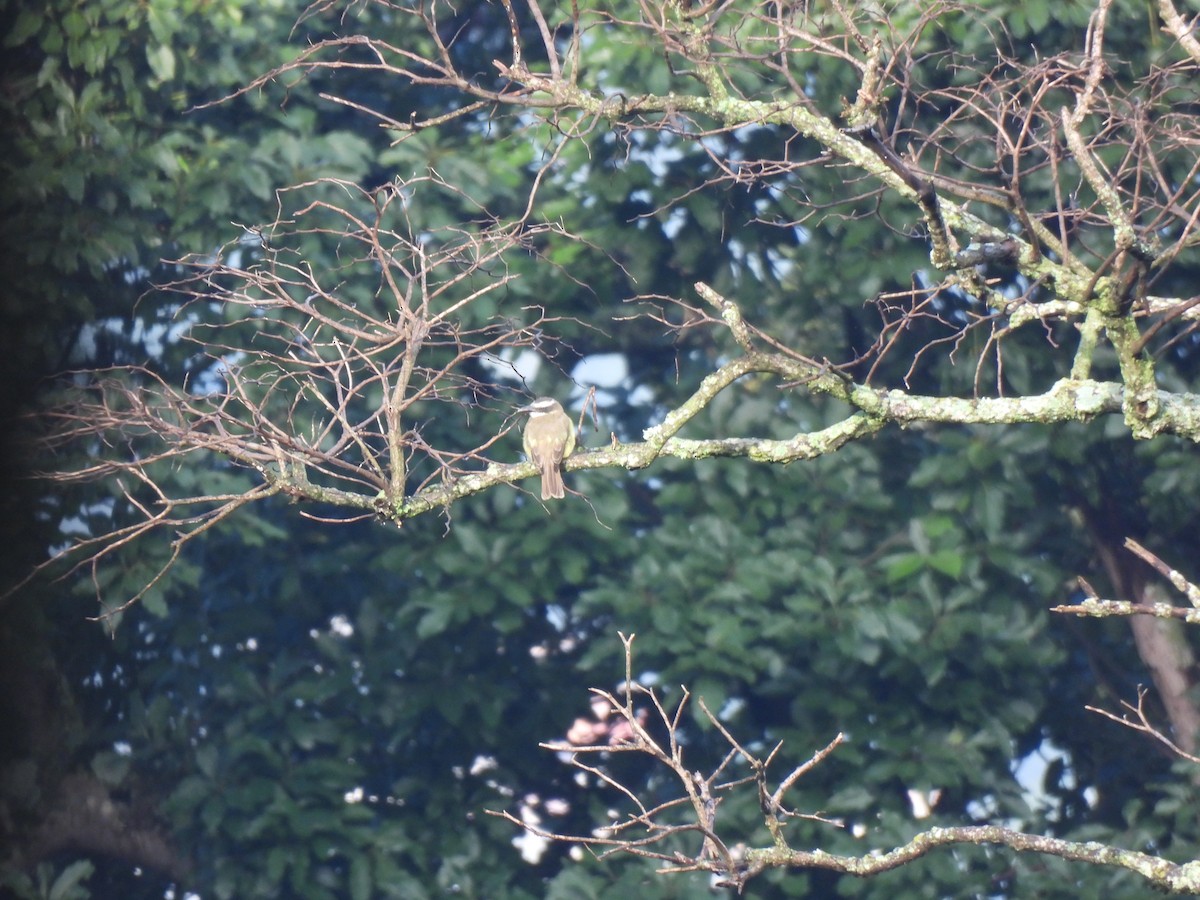 Boat-billed Flycatcher - ML642032383