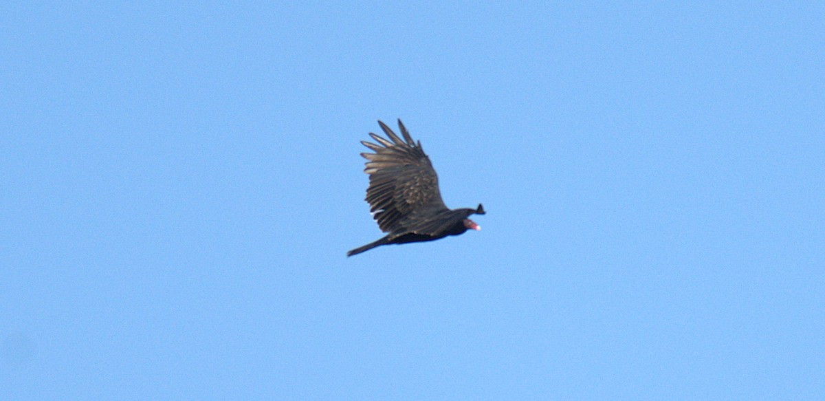 Turkey Vulture - ML642032405