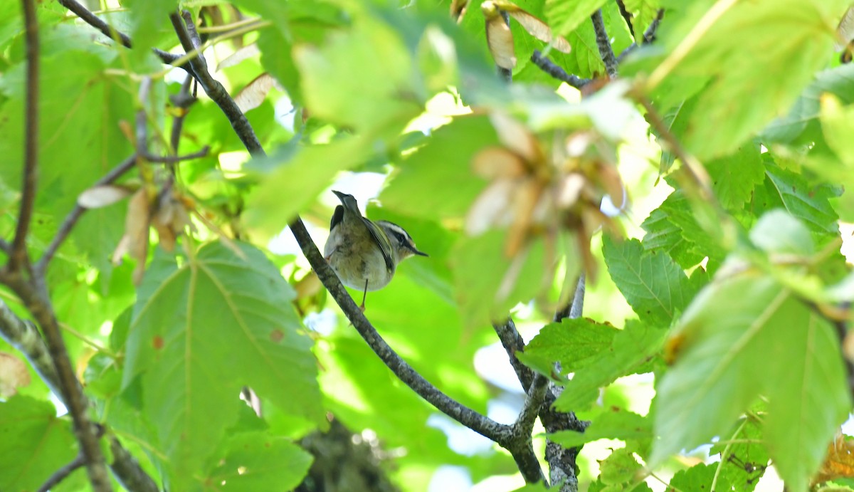 Common Firecrest - ML642032406