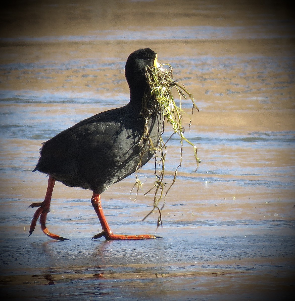 Giant Coot - ML642032407
