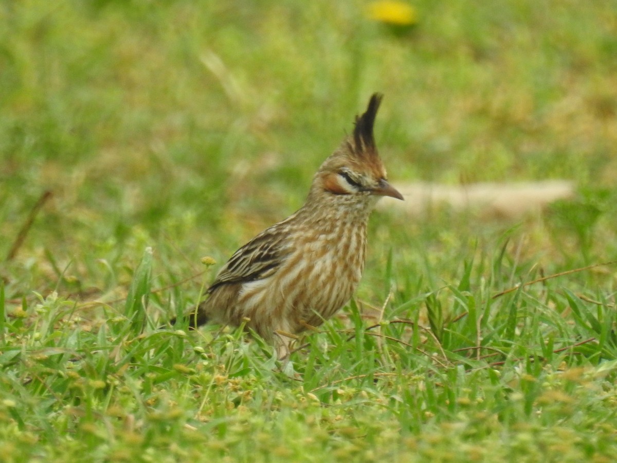 Lark-like Brushrunner - ML642032415