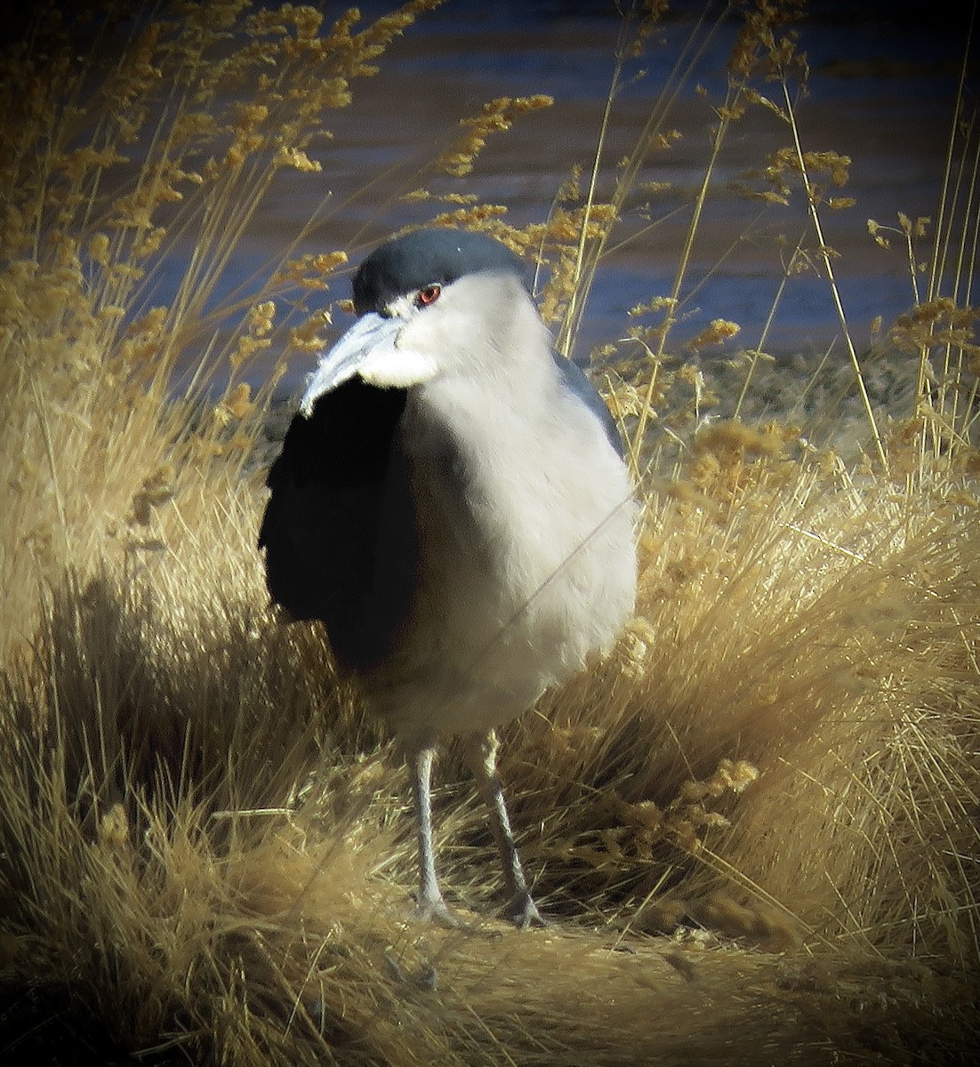 Black-crowned Night Heron - ML642032416