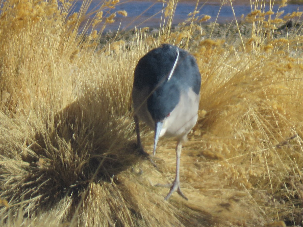Black-crowned Night Heron - ML642032417