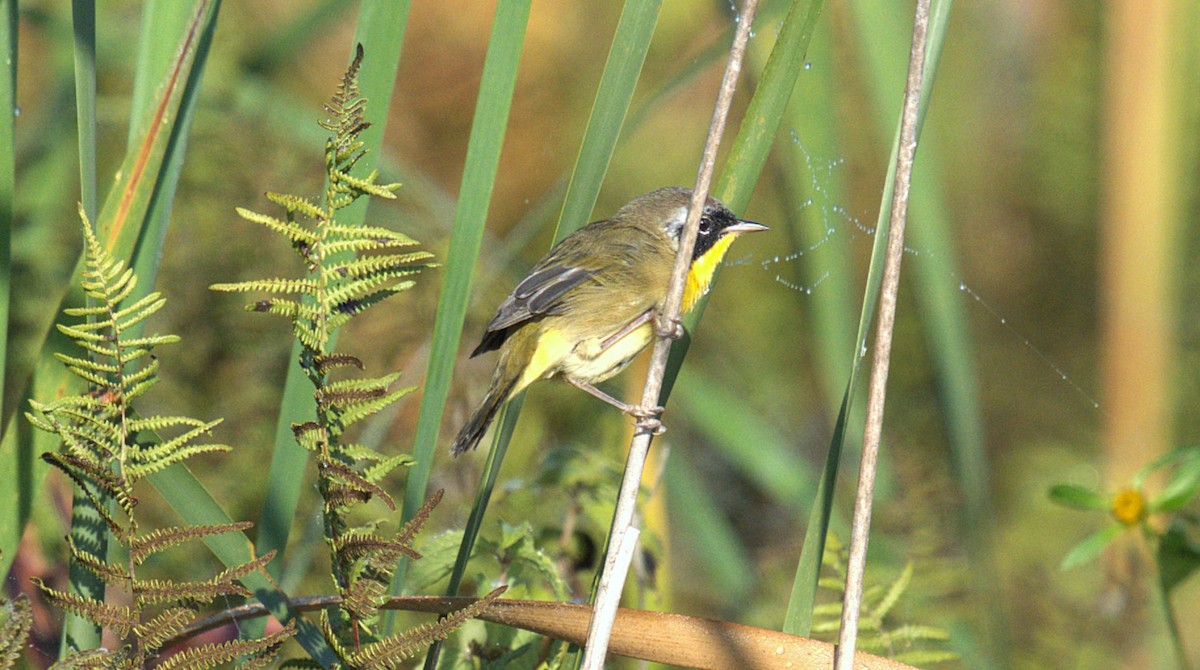 Common Yellowthroat - ML642032434