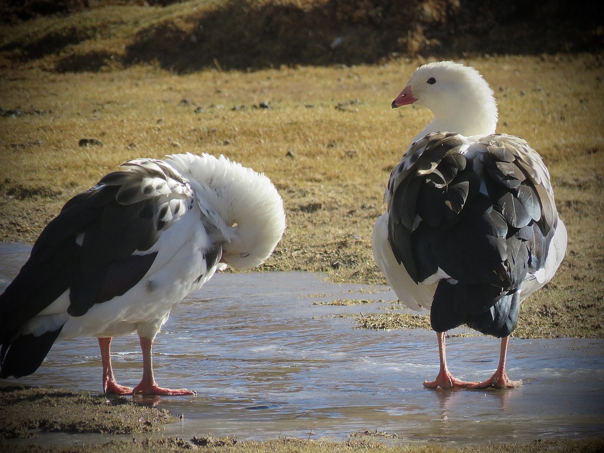 Andean Goose - ML642032453