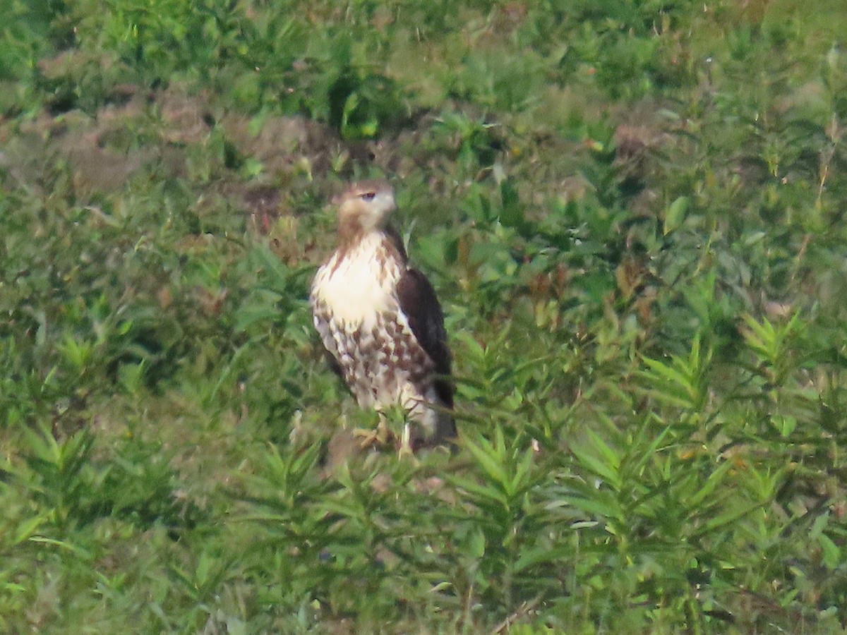 Red-tailed Hawk - ML642032471
