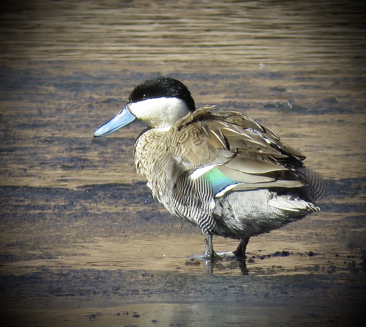 Puna Teal - ML642032491