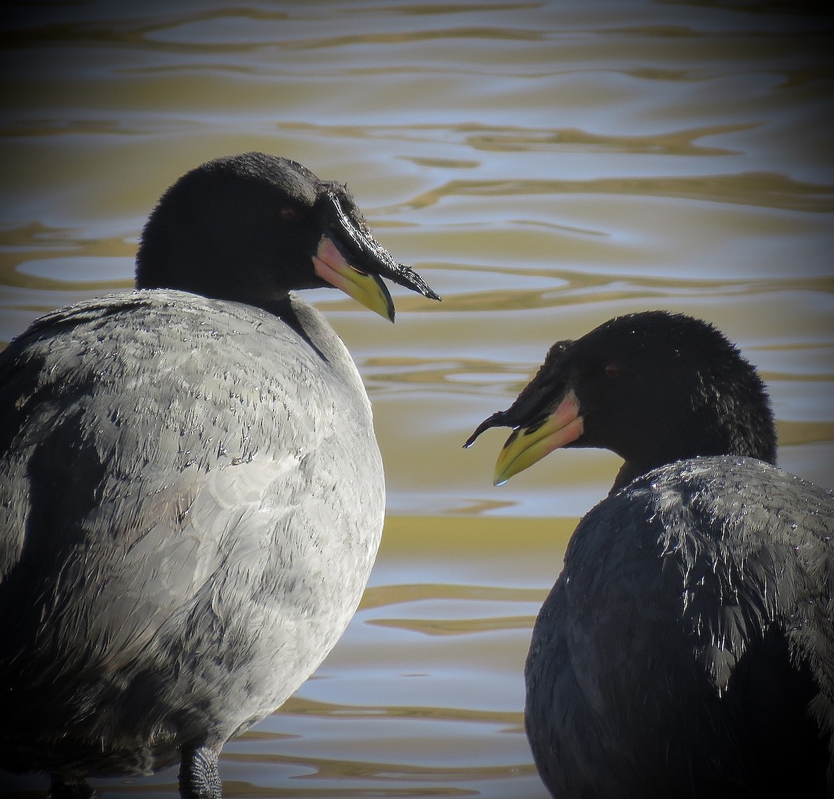 Horned Coot - ML642032495