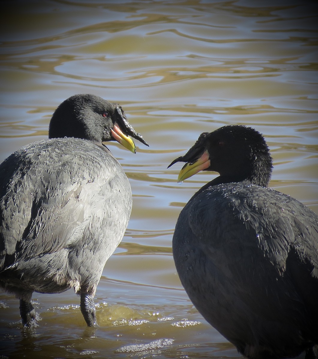 Horned Coot - ML642032496