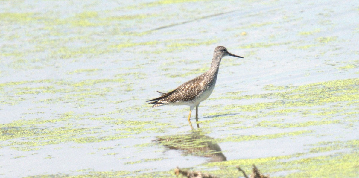 Greater Yellowlegs - ML642032500