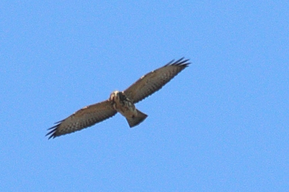 bredvingevåk - ML642032510