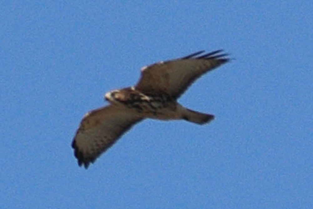 bredvingevåk - ML642032511