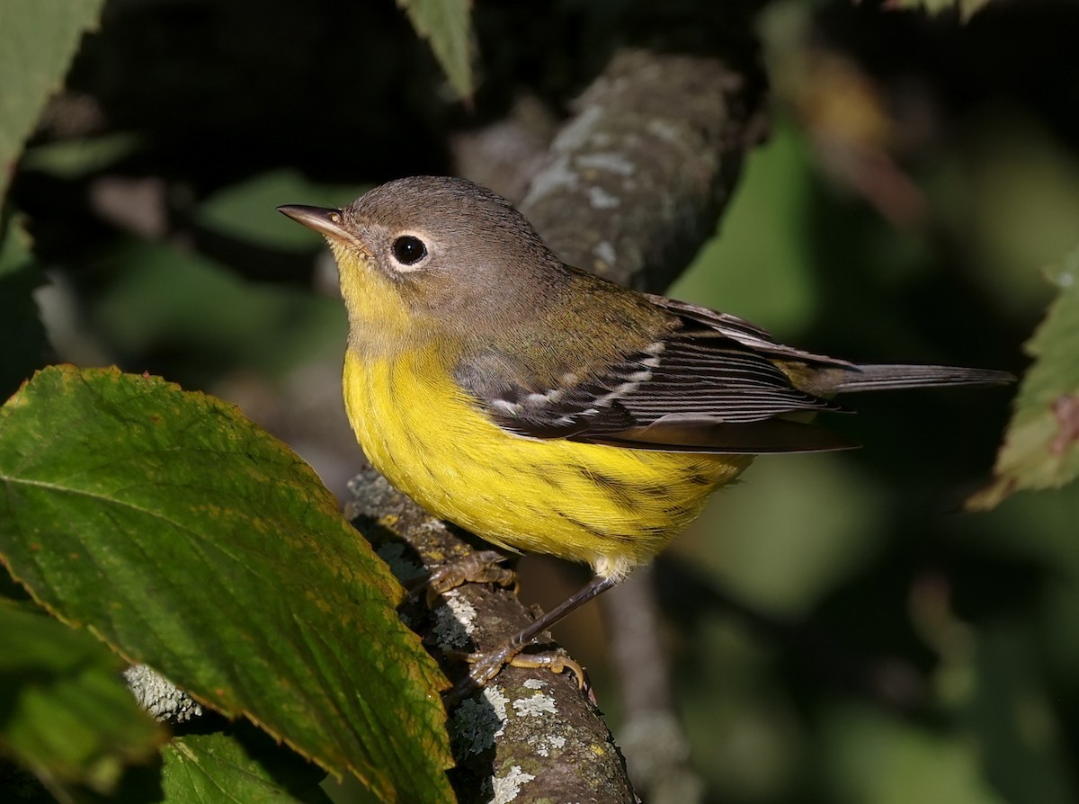 Magnolia Warbler - ML642032528