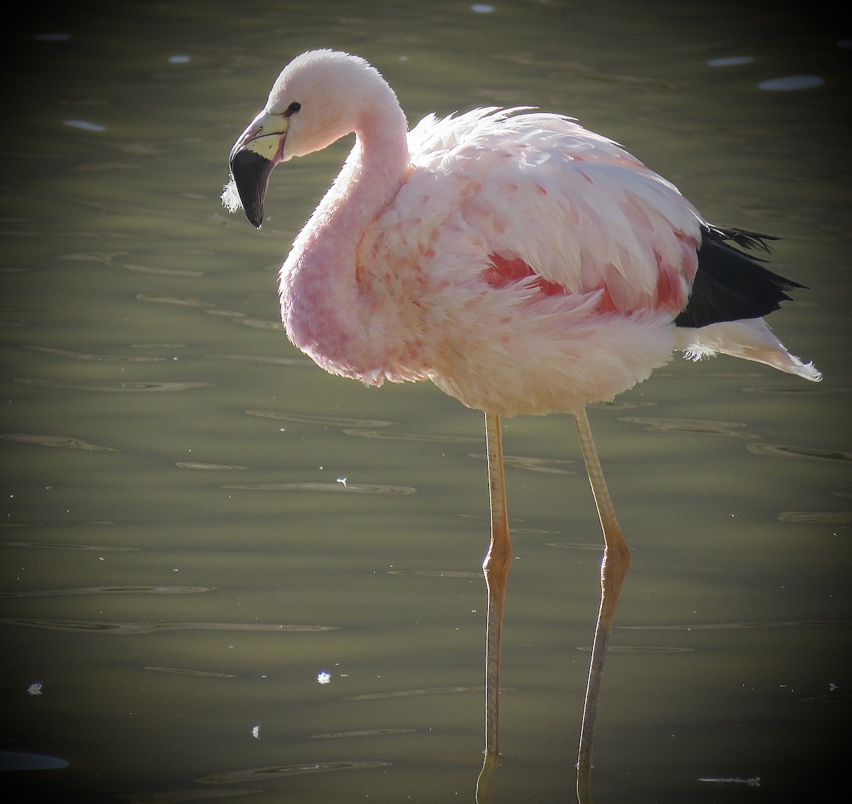 Andean Flamingo - ML642032531
