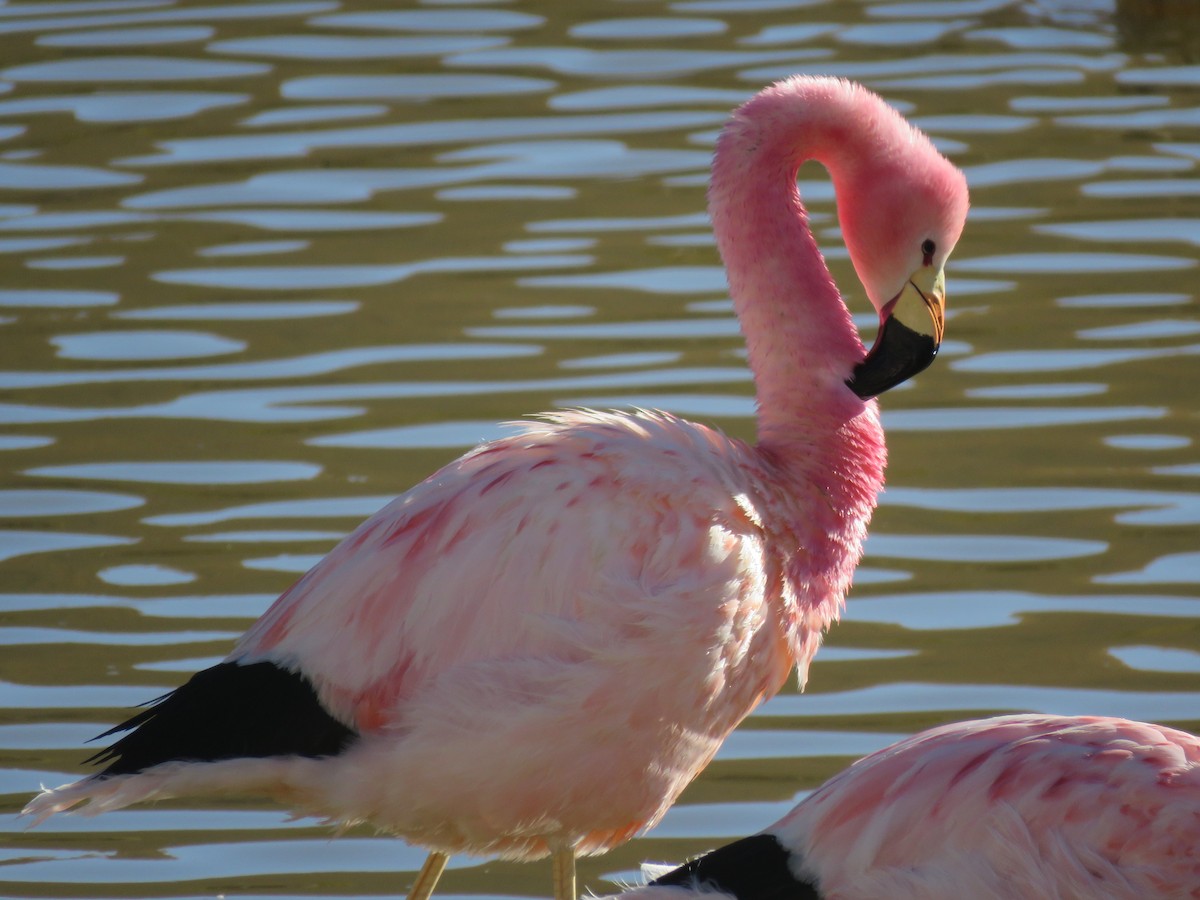 Andean Flamingo - ML642032532