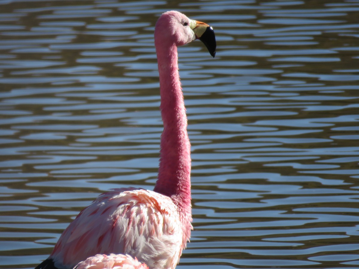 Andean Flamingo - ML642032533