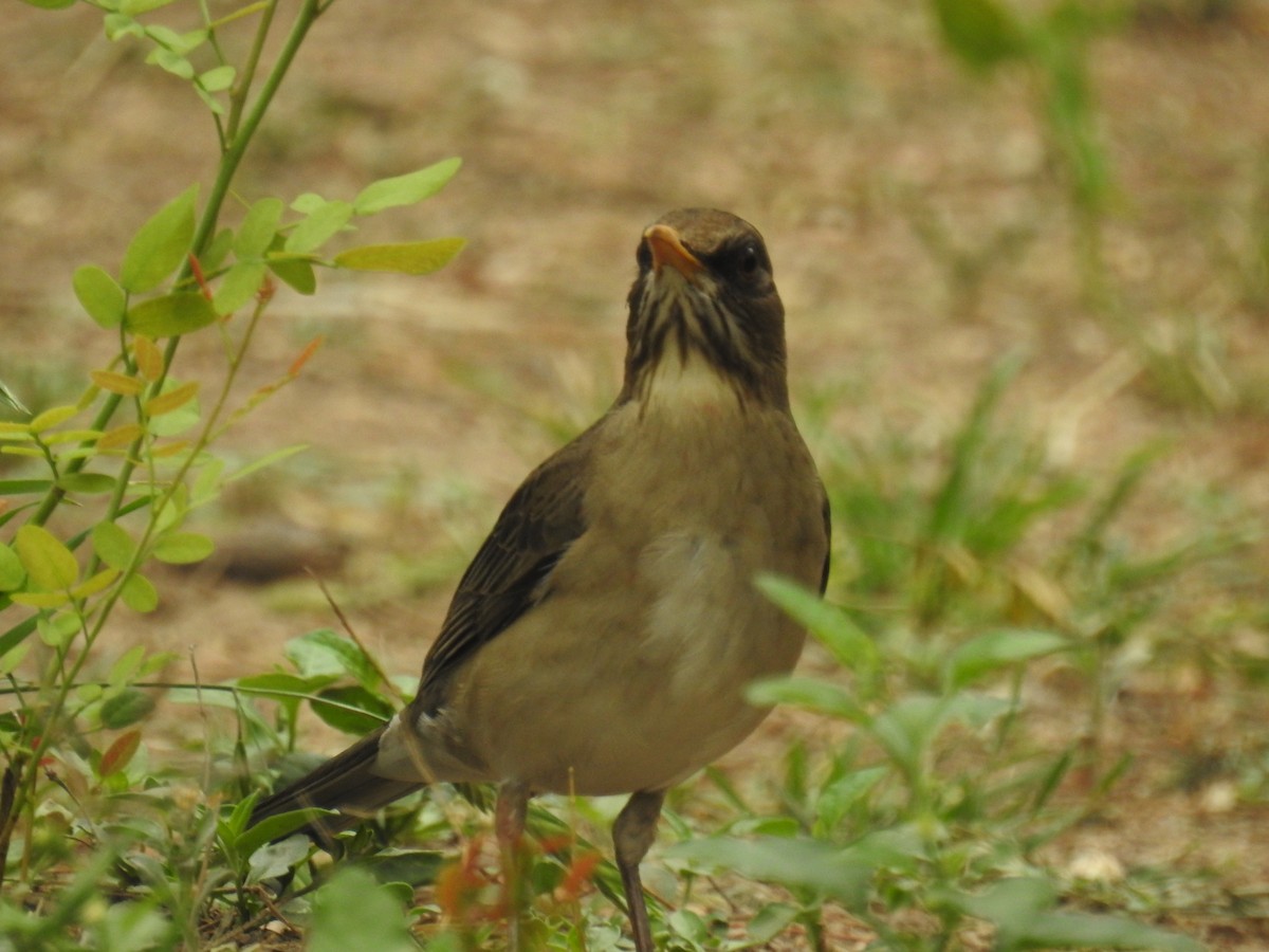 Creamy-bellied Thrush - ML642032534
