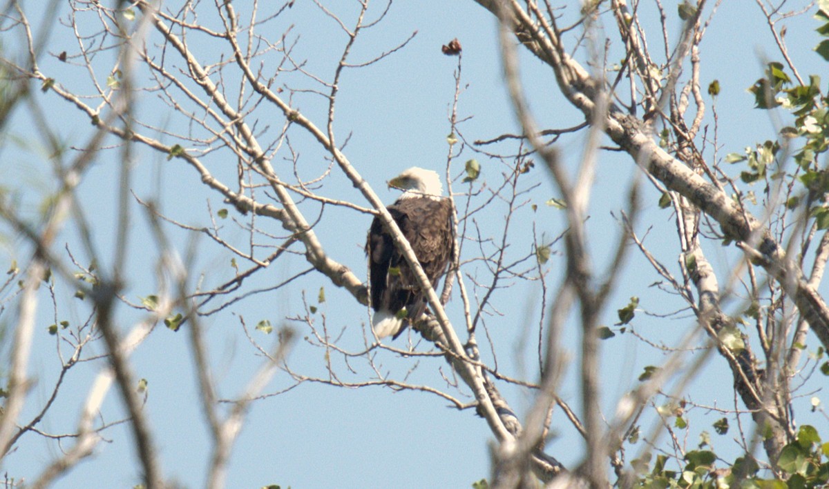 Bald Eagle - ML642032535