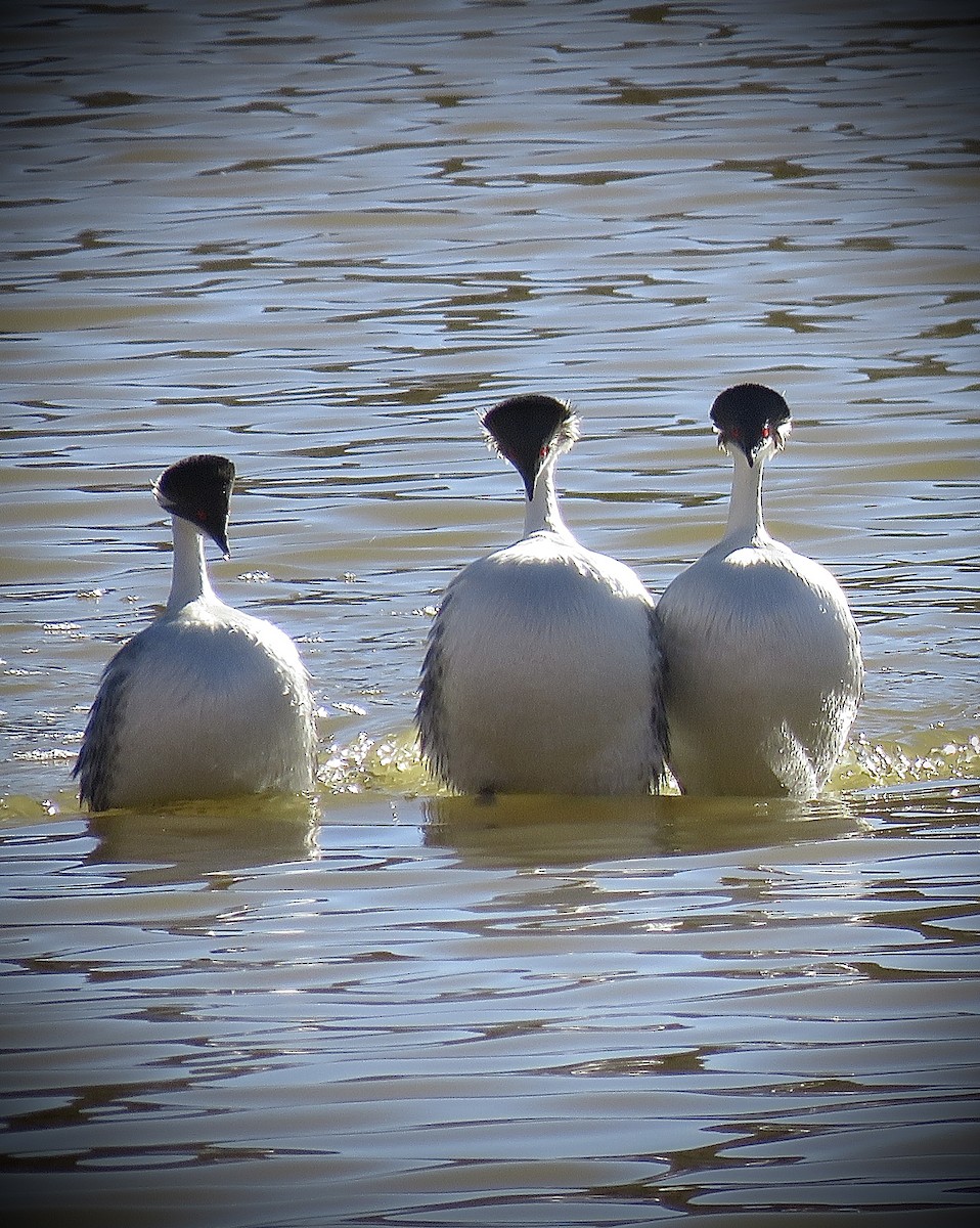 Silvery Grebe - ML642032537