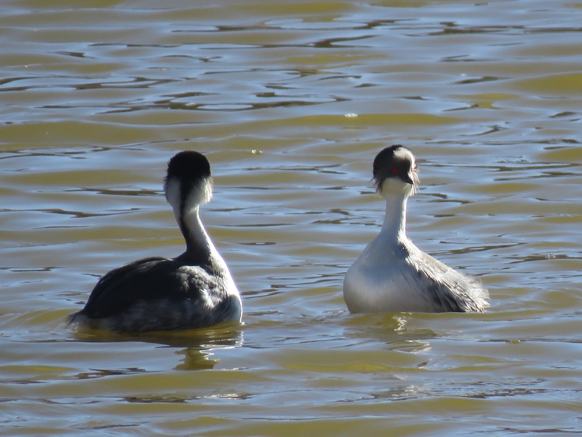Silvery Grebe - ML642032538