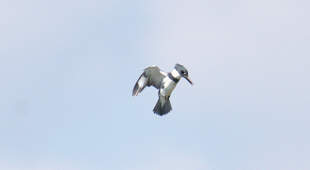Belted Kingfisher - ML642032544