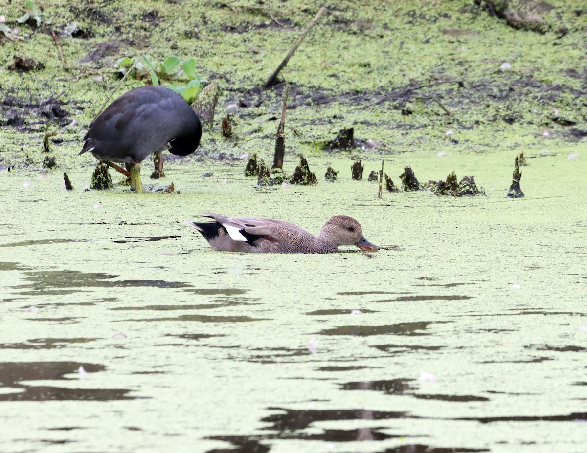 Canard chipeau - ML642032552