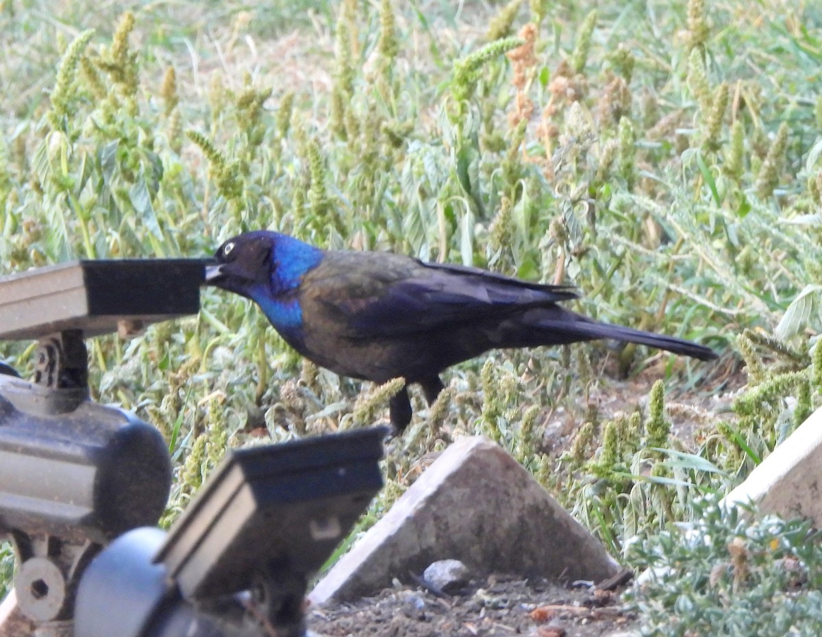 Common Grackle - ML642032572