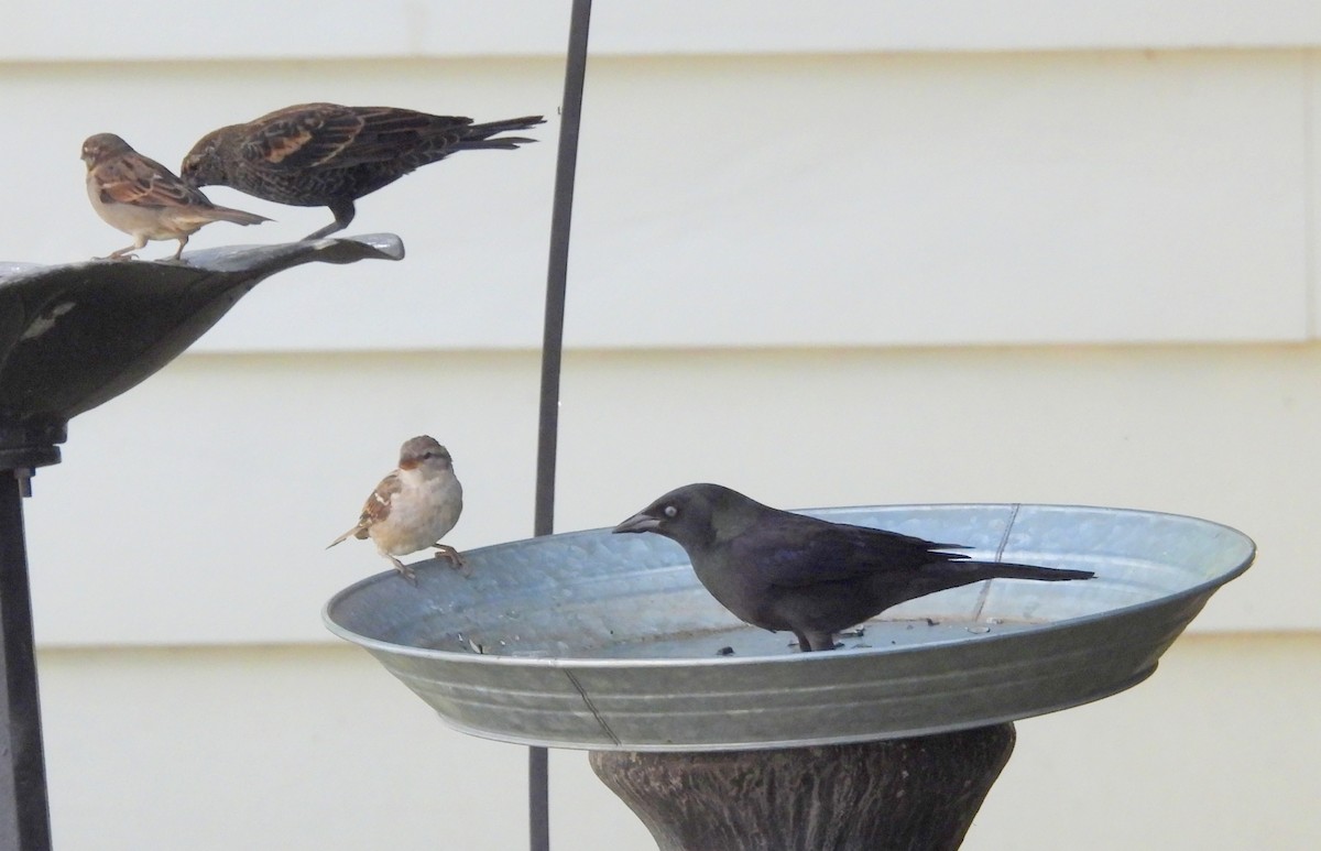 Common Grackle - ML642032614